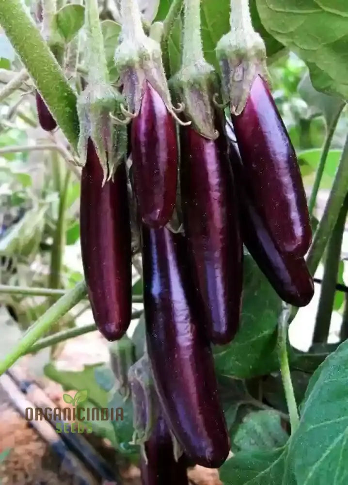 Eggplant Vegetable Seeds For Planting Brinjal Purple Long Grow At Home Kitchen Terrace And Backyard