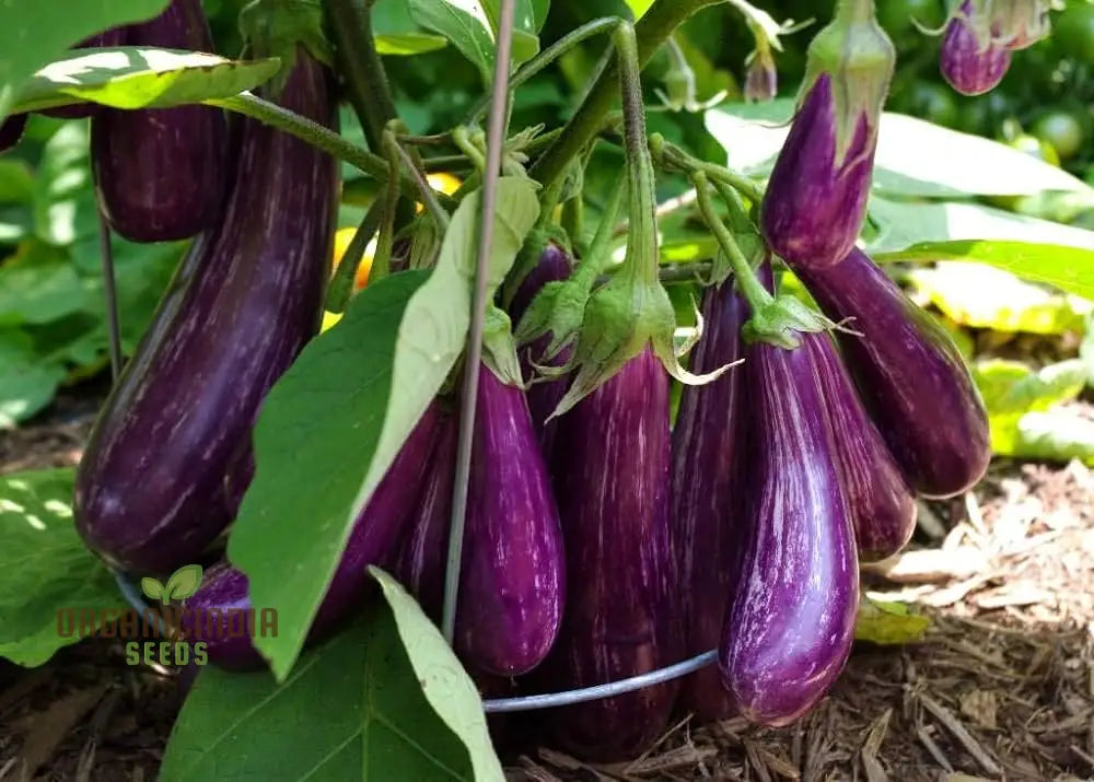 Eggplant Vegetable Seeds For Planting Brinjal Purple Long Grow At Home Kitchen Terrace And Backyard