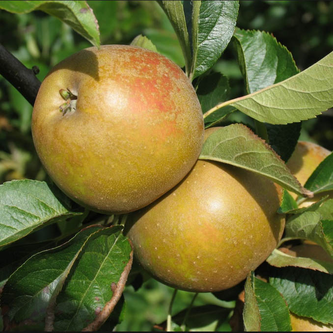 Egremont Russet Apple Seeds for Planting – Crisp, Nutty & Sweet Heirloom Apples