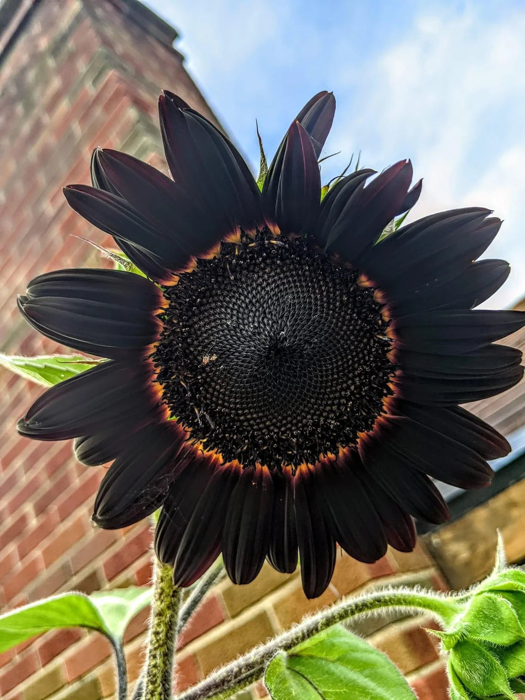 Frische tiefschwarze Sonnenblumenkerne zum Anpflanzen – Gartenwachstum für 50 Stück