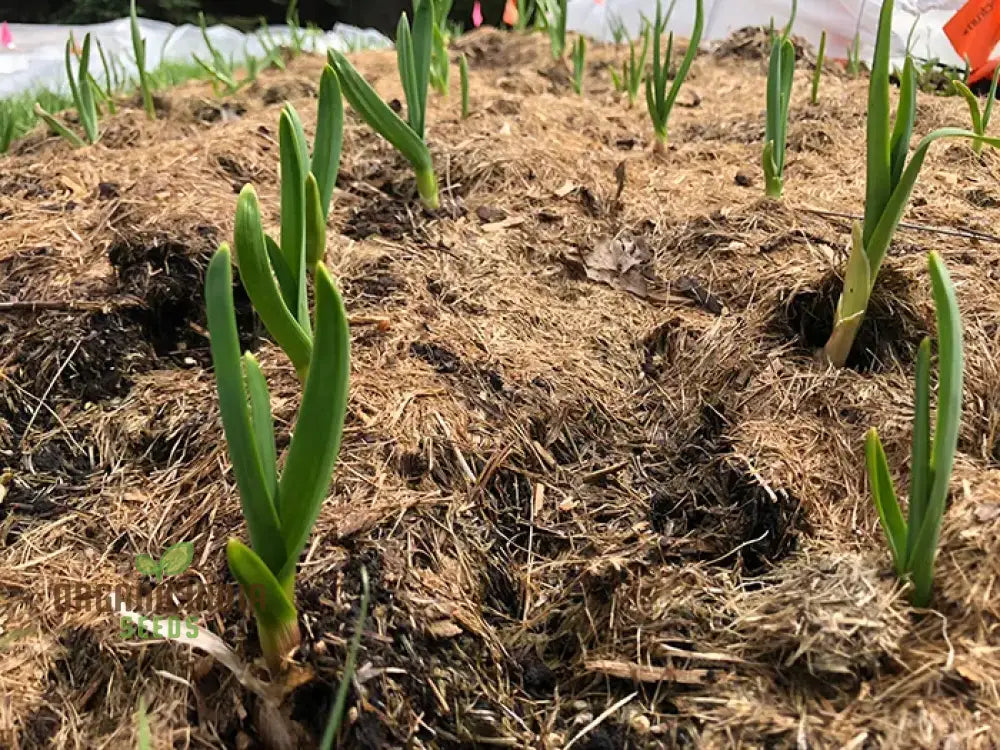 Elephant Garlic Cloves For Gardening Jumbo Size Easy To Grow High-Yield Organic Heirloom Variety