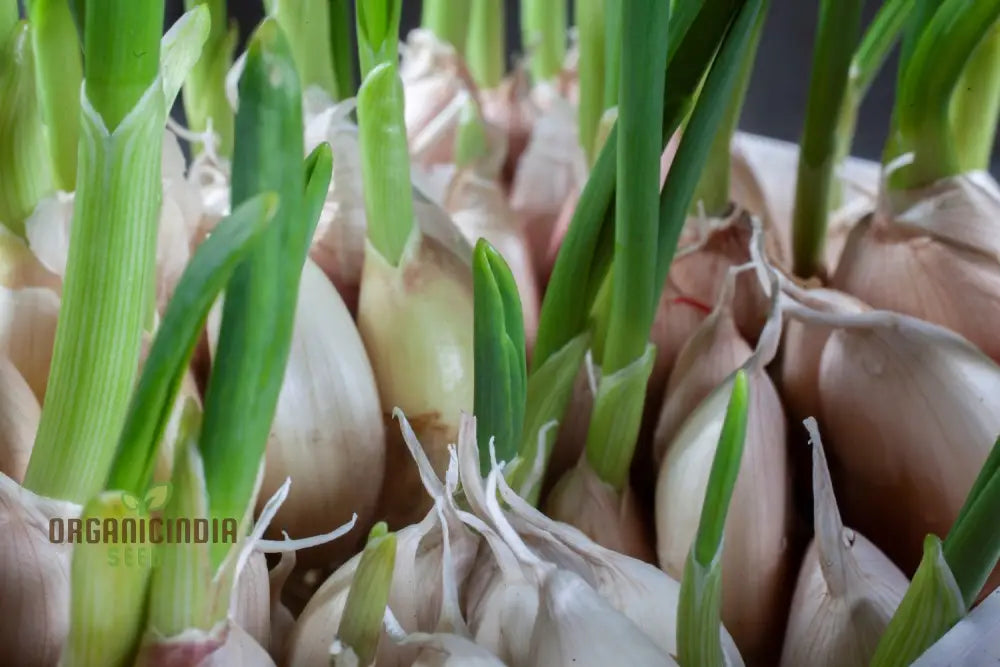 Elephant Garlic Cloves For Gardening Jumbo Size Easy To Grow High-Yield Organic Heirloom Variety