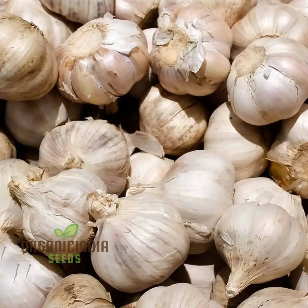 Elephant Garlic Cloves For Gardening Jumbo Size Easy To Grow High-Yield Organic Heirloom Variety