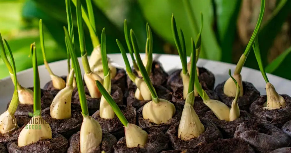 Elephant Garlic Cloves For Gardening Jumbo Size Easy To Grow High-Yield Organic Heirloom Variety