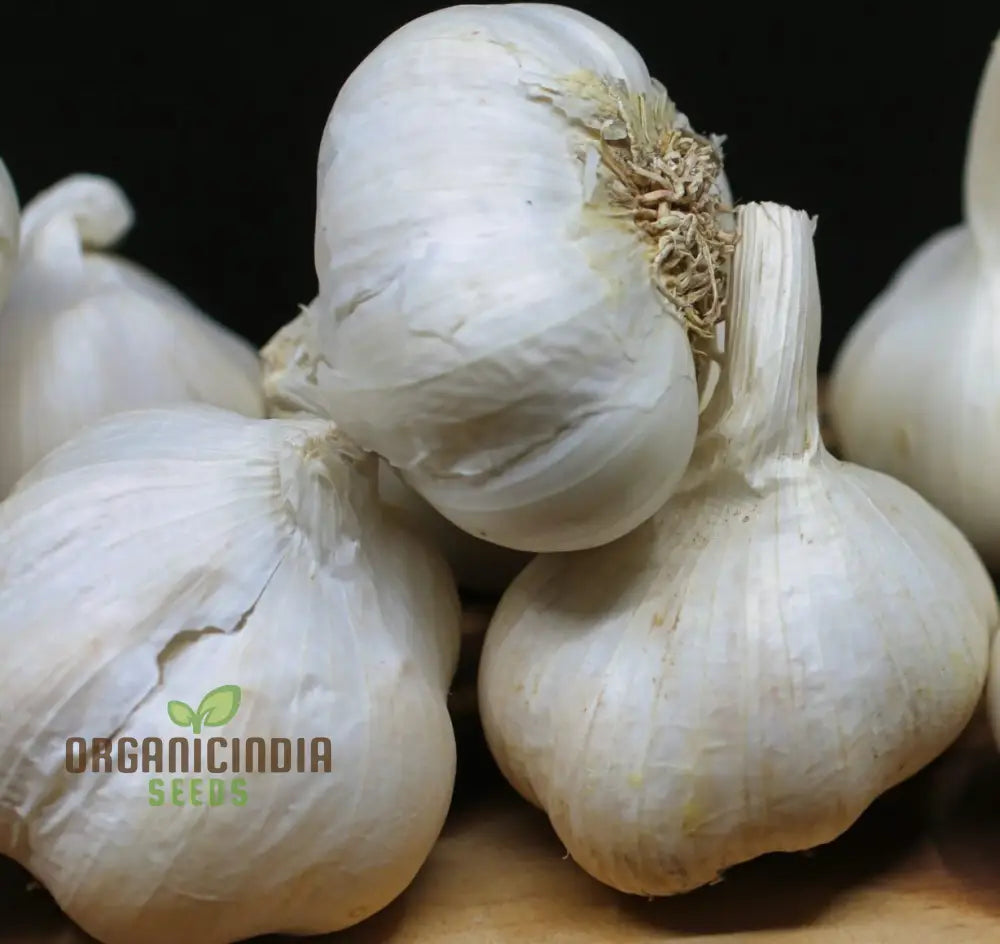 Elephant Garlic Cloves For Gardening Jumbo Size Easy To Grow High-Yield Organic Heirloom Variety