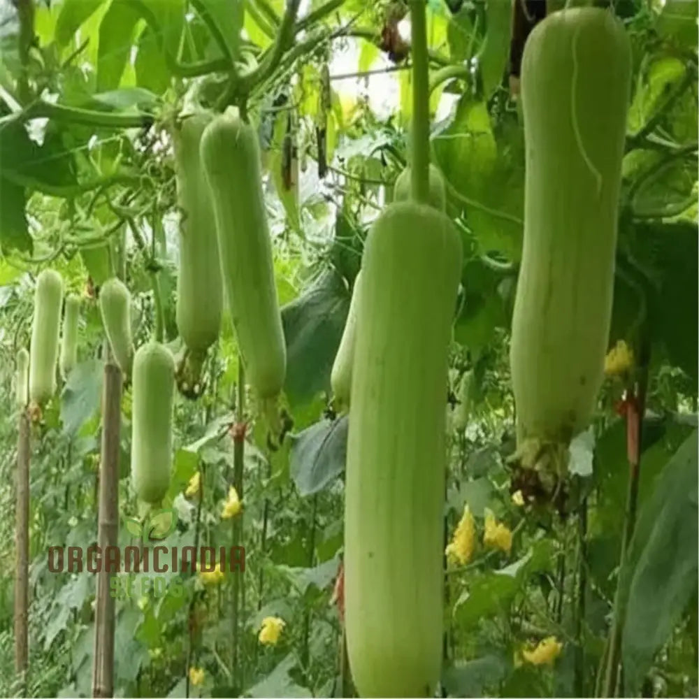 Elite High-Germination Luffa Vegetable Seeds Cultivate Superior Lush Sprouts For Your Garden Squash