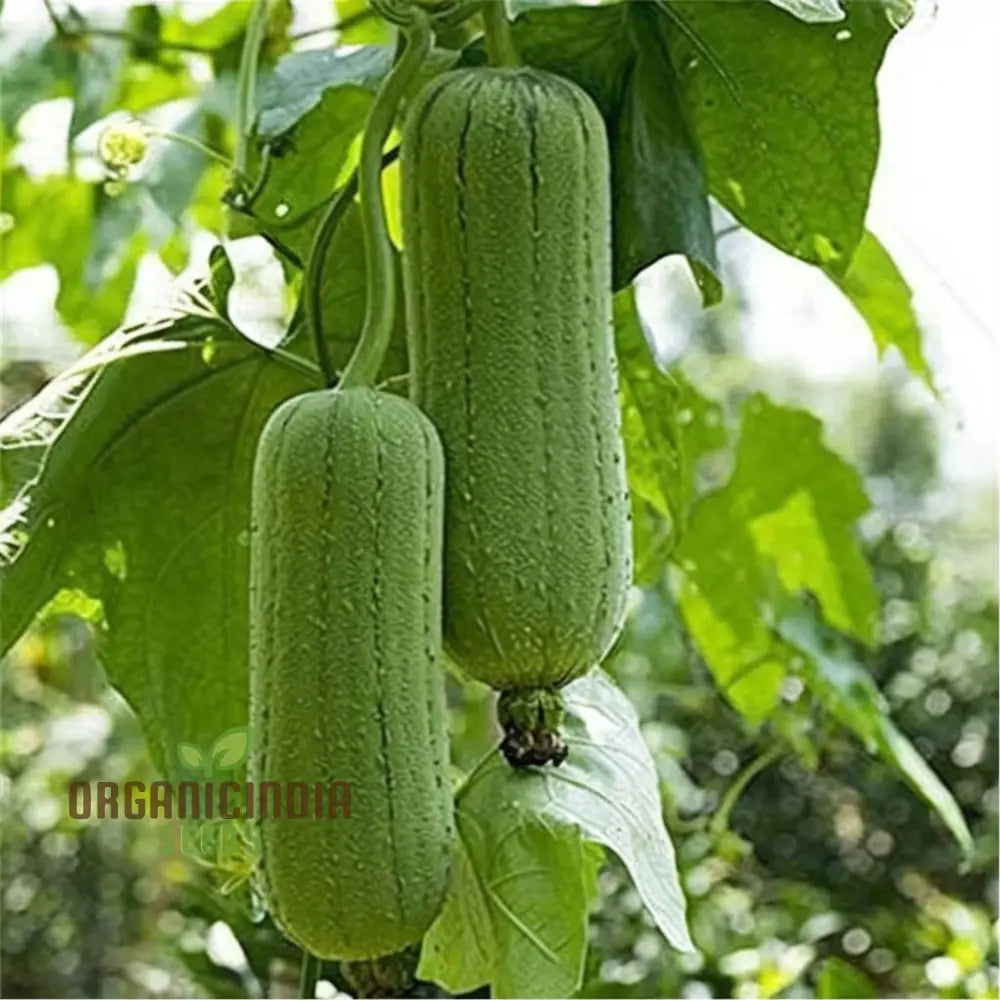 Elite High-Germination Luffa Vegetable Seeds Cultivate Superior Lush Sprouts For Your Garden Squash