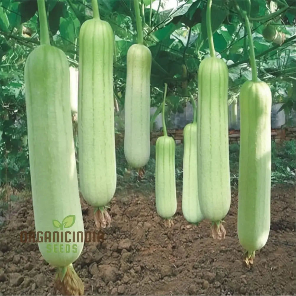 Elite High-Germination Luffa Vegetable Seeds Cultivate Superior Lush Sprouts For Your Garden Squash