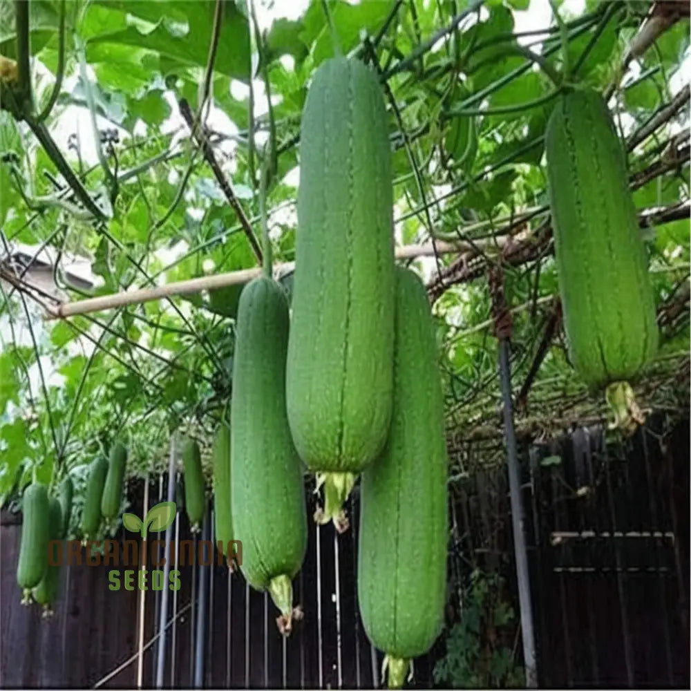 Elite High-Germination Luffa Vegetable Seeds Cultivate Superior Lush Sprouts For Your Garden Squash