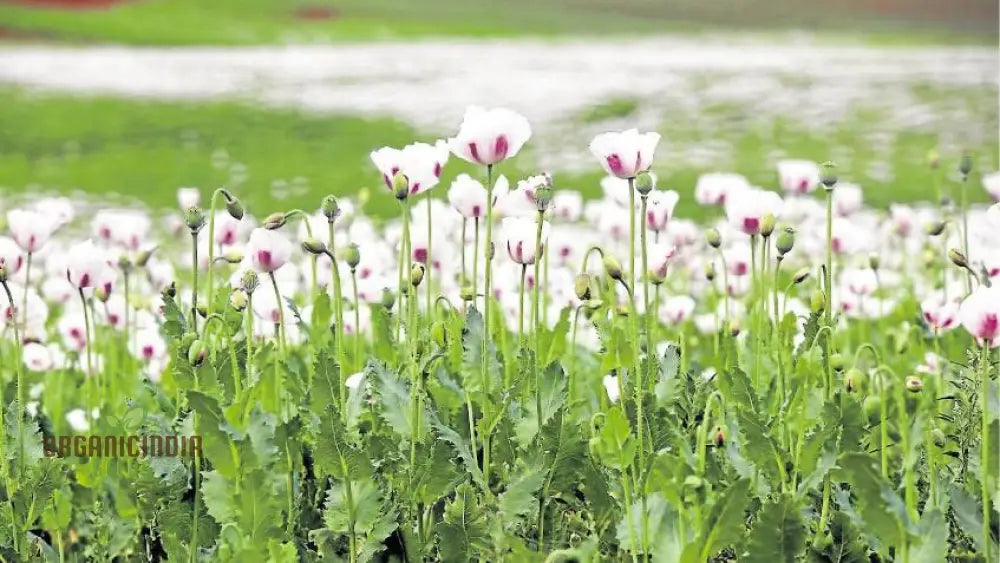 Elka White Poppy Flower Seeds Cultivating Pure Elegance In Your Garden With Expert Planting And