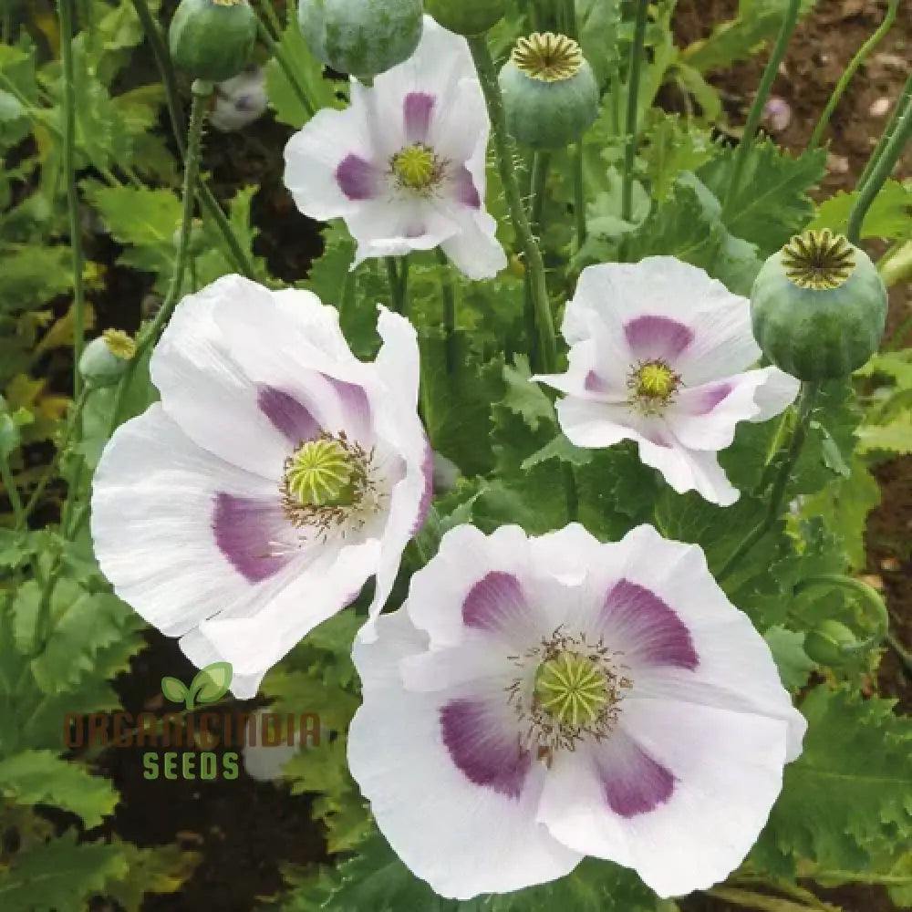 Elka White Poppy Flower Seeds Cultivating Pure Elegance In Your Garden With Expert Planting And