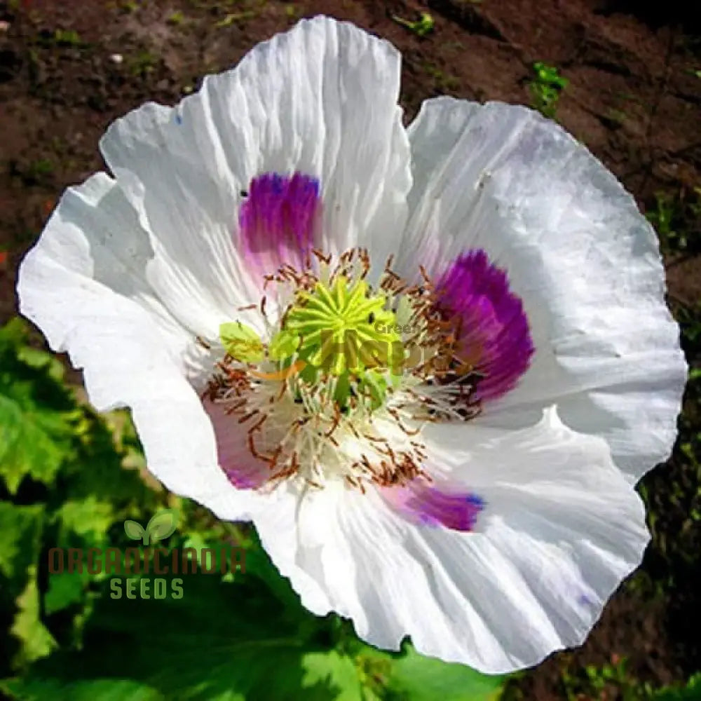 Elka White Poppy Flower Seeds Cultivating Pure Elegance In Your Garden With Expert Planting And