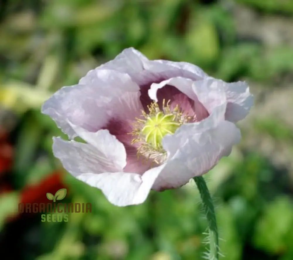 Elka White Poppy Flower Seeds Cultivating Pure Elegance In Your Garden With Expert Planting And