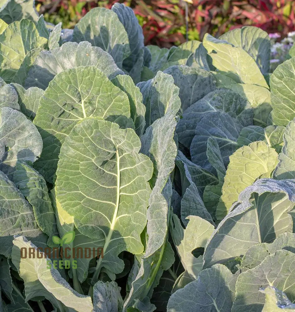 Ellen Felton Dark Vegetable Seeds Exceptional Variety For Gardening Enthusiasts Premium Garden Seed