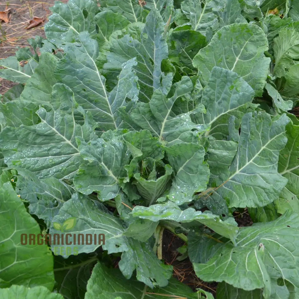 Ellen Felton Dark Vegetable Seeds Exceptional Variety For Gardening Enthusiasts Premium Garden Seed