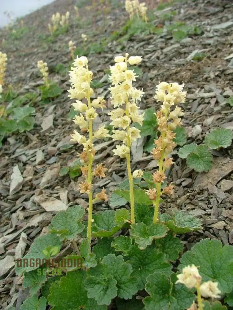 Elmera Racemosa Flower Seeds For Planting Unique Blooms For Your Garden