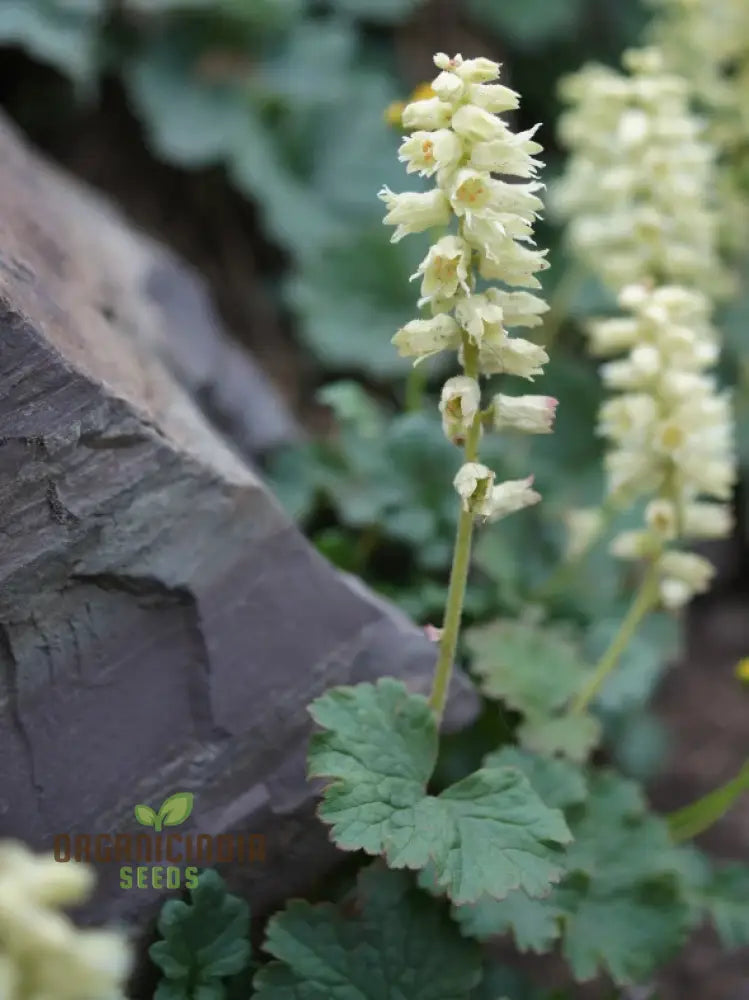 Elmera Racemosa Flower Seeds For Planting Unique Blooms For Your Garden