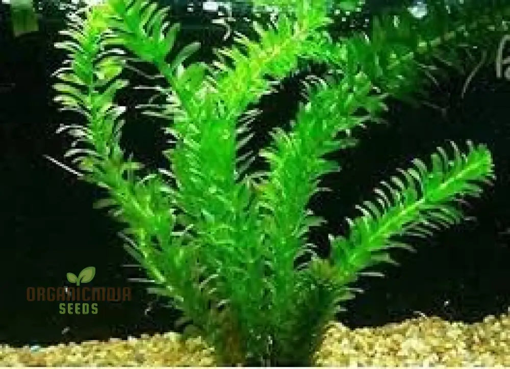 Elodea Densa Seeds Aquatic Plant Fresh Seed Packets