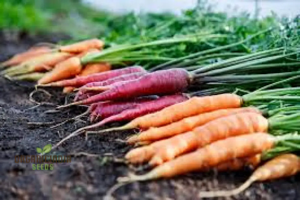 Embark On A Colorful Journey With Rainbow Carrot Vegetable Seeds Planting And Gardening For Vibrant