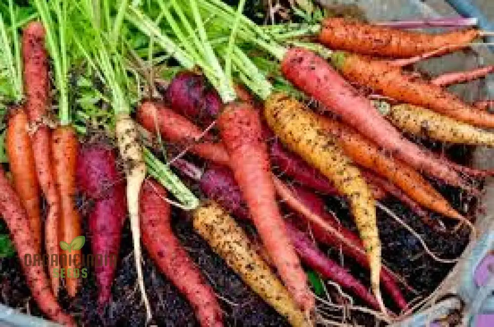 Embark On A Colorful Journey With Rainbow Carrot Vegetable Seeds Planting And Gardening For Vibrant