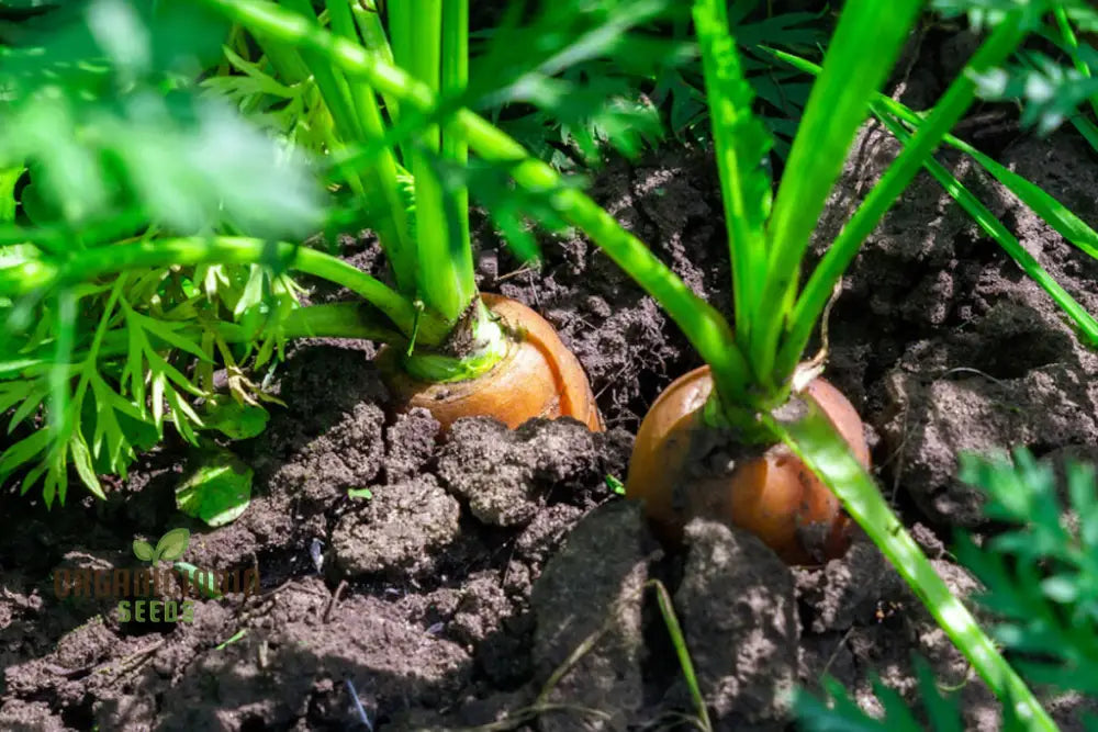 Embark On A Colorful Journey With Rainbow Carrot Vegetable Seeds Planting And Gardening For Vibrant