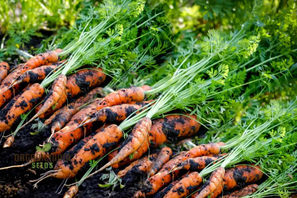 Embark On A Colorful Journey With Rainbow Carrot Vegetable Seeds Planting And Gardening For Vibrant