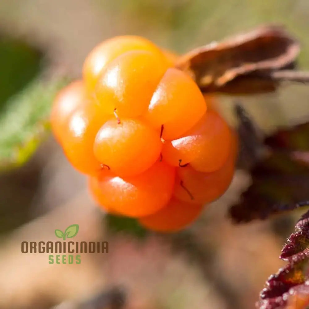 Embark On A Delicious Journey With New Fresh 50Pcs Cloudberry Fruit Seeds: Grow Your Own Sweet