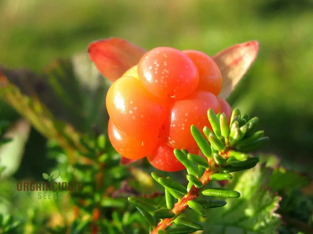 Embark On A Delicious Journey With New Fresh 50Pcs Cloudberry Fruit Seeds: Grow Your Own Sweet