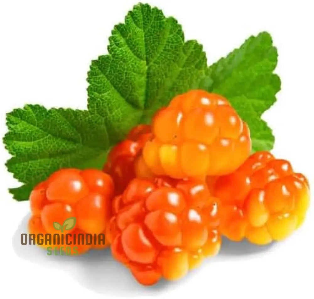 Embark On A Delicious Journey With New Fresh 50Pcs Cloudberry Fruit Seeds: Grow Your Own Sweet