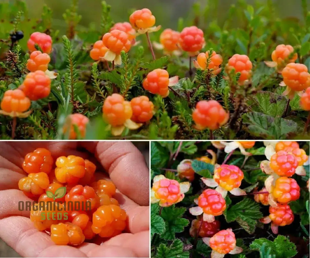 Embark On A Delicious Journey With New Fresh 50Pcs Cloudberry Fruit Seeds: Grow Your Own Sweet