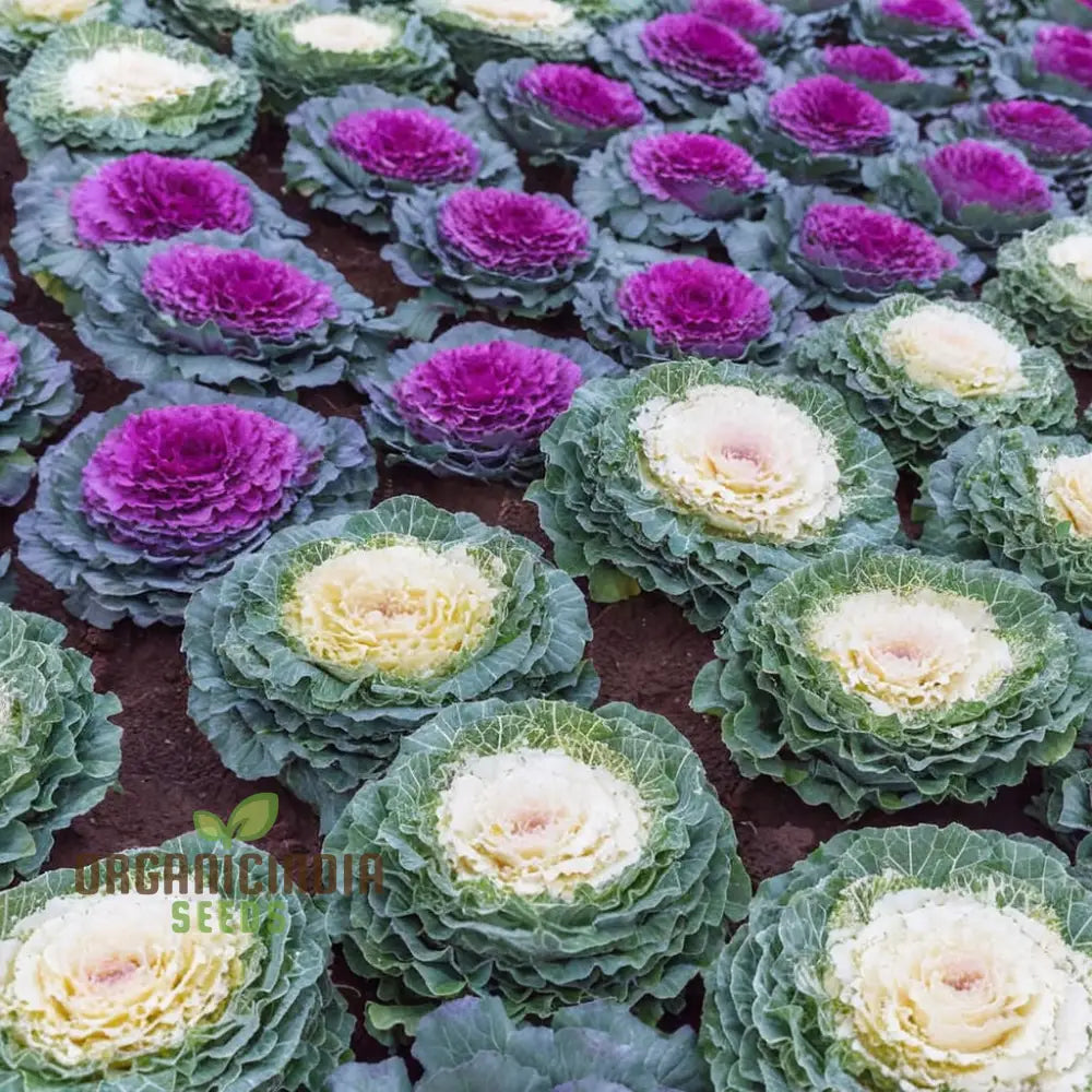 Embark On A Floral Journey - Cultivating Cabbage Flowers Seeds From Seed To Splendor Transforming