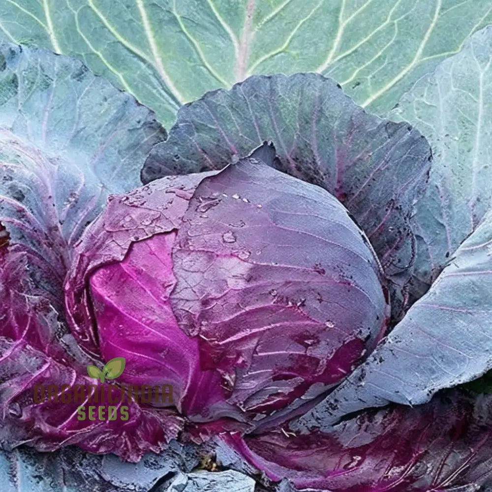 Embark On A Floral Journey - Cultivating Cabbage Flowers Seeds From Seed To Splendor Transforming