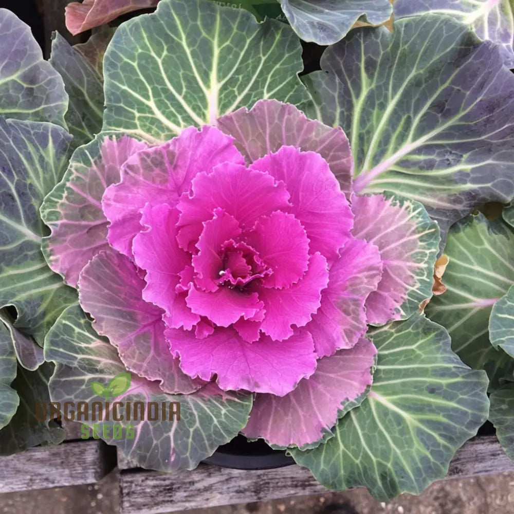 Embark On A Floral Journey - Cultivating Cabbage Flowers Seeds From Seed To Splendor Transforming