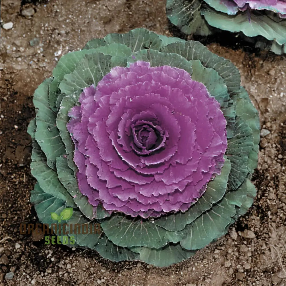 Embark On A Floral Journey - Cultivating Cabbage Flowers Seeds From Seed To Splendor Transforming