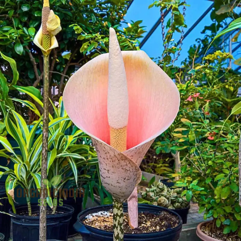 Embark On A Magical Journey With 50 Enchanting Voodoo Lily Plant Seeds: Add Mystique And Beauty To