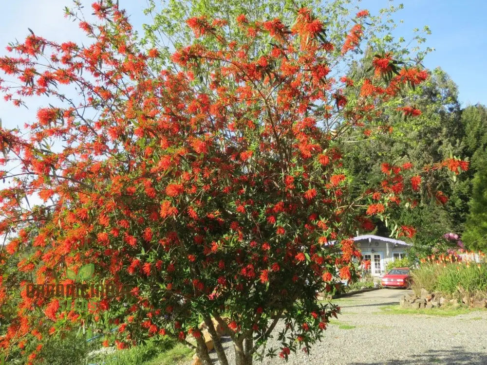 Embothrium Coccineum Flower Seeds For Planting Growing Brilliant Scarlet Blooms In Your Garden