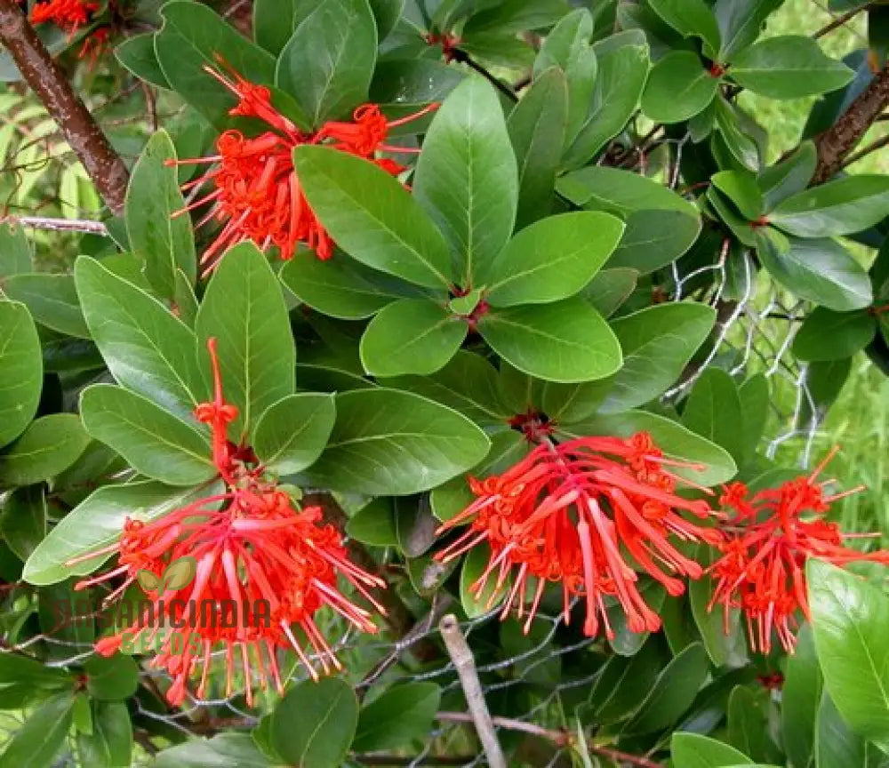 Embothrium Coccineum Flower Seeds For Planting Growing Brilliant Scarlet Blooms In Your Garden