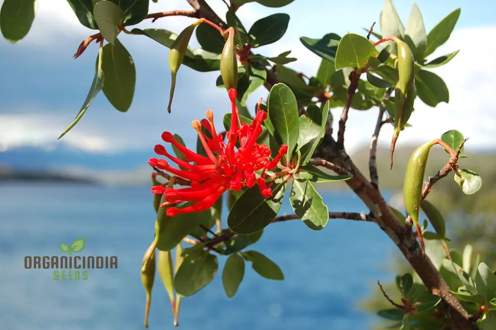 Embothrium Coccineum Flower Seeds For Planting Growing Brilliant Scarlet Blooms In Your Garden