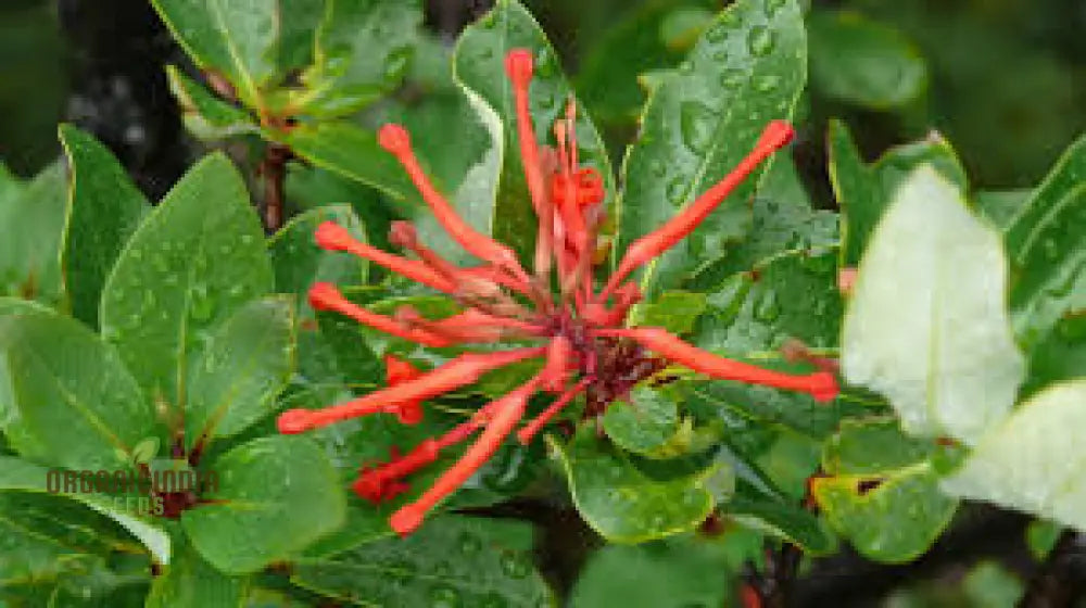 Embothrium Coccineum Flower Seeds For Planting Growing Brilliant Scarlet Blooms In Your Garden