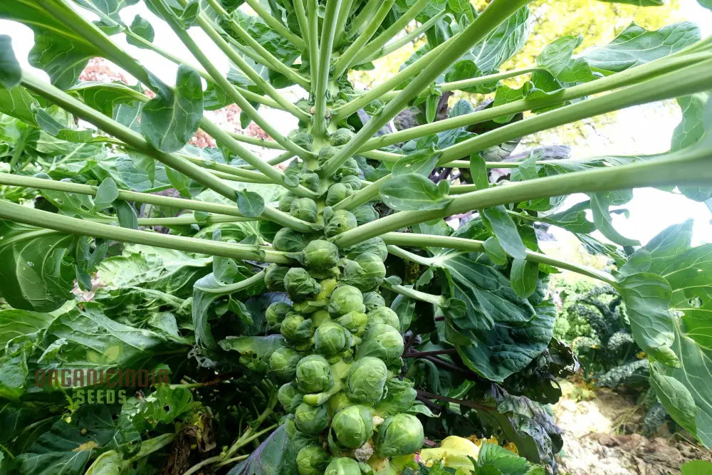 Embrace Nature’s Bounty - Cultivate Tender Cabbage Sprouts From Seed To Plate Leafy Greens