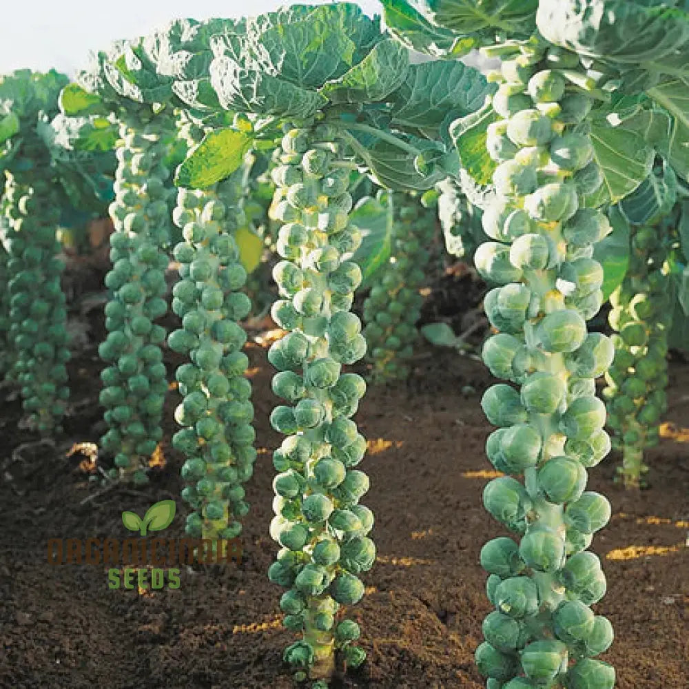 Embrace Nature’s Bounty - Cultivate Tender Cabbage Sprouts From Seed To Plate Leafy Greens