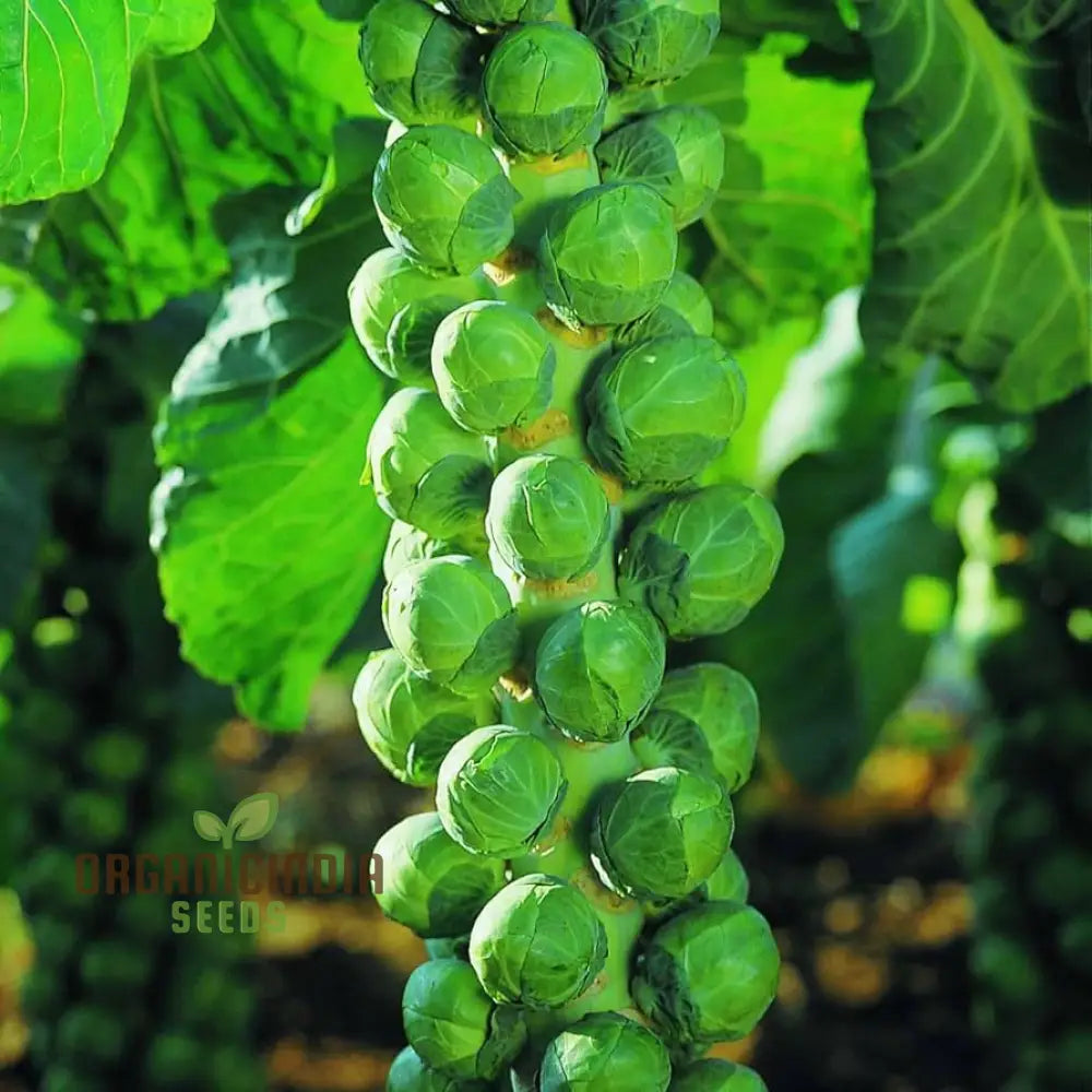 Embrace Nature’s Bounty - Cultivate Tender Cabbage Sprouts From Seed To Plate Leafy Greens