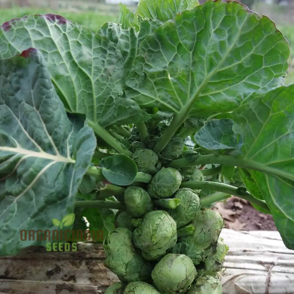 Embrace Nature’s Bounty - Cultivate Tender Cabbage Sprouts From Seed To Plate Leafy Greens