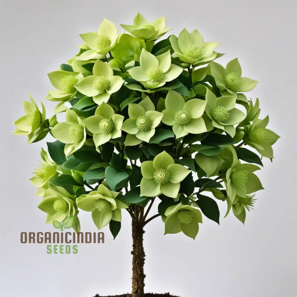 Embrace Serenity With Light Green Hellebore Flower Seeds Cultivate Nature’s Elegance In Your