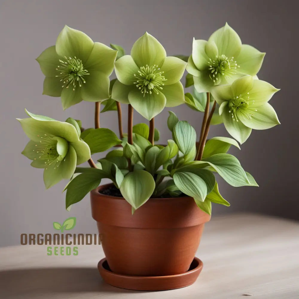 Embrace Serenity With Light Green Hellebore Flower Seeds Cultivate Nature’s Elegance In Your