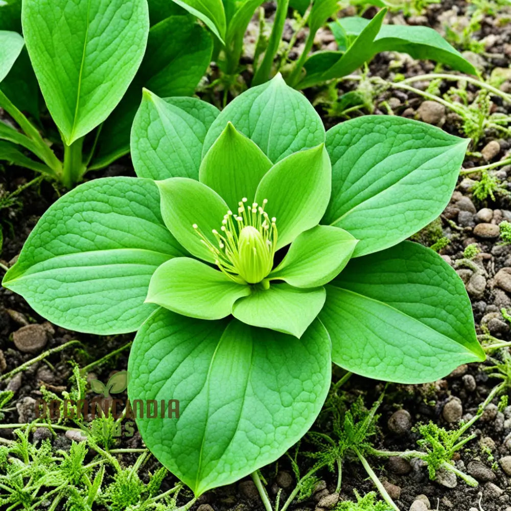 Embrace Serenity With Light Green Hellebore Flower Seeds Cultivate Nature’s Elegance In Your