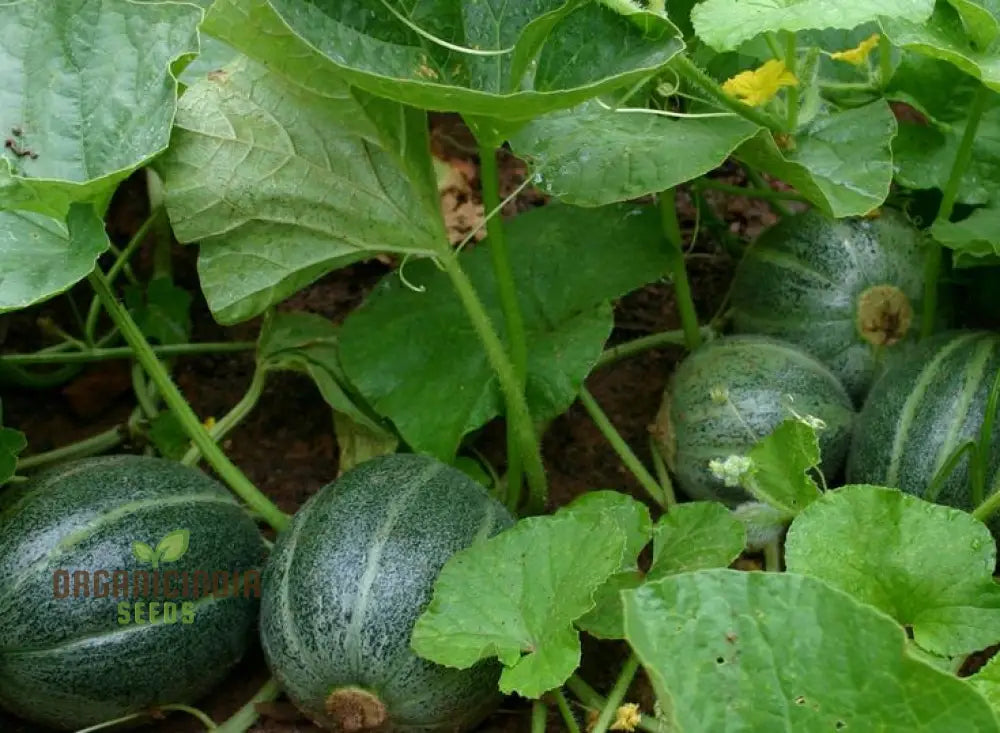 Emerald Gem Melon Seeds For Planting: Exquisite Heirloom Gardening Delight For Your Lush Green Oasis