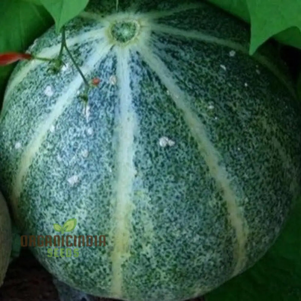 Emerald Gem Melon Seeds For Planting: Exquisite Heirloom Gardening Delight For Your Lush Green Oasis