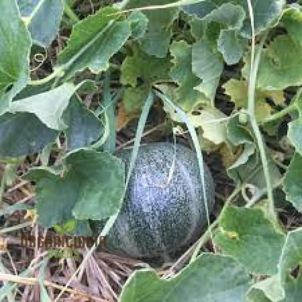 Emerald Gem Melon Seeds For Planting: Exquisite Heirloom Gardening Delight For Your Lush Green Oasis