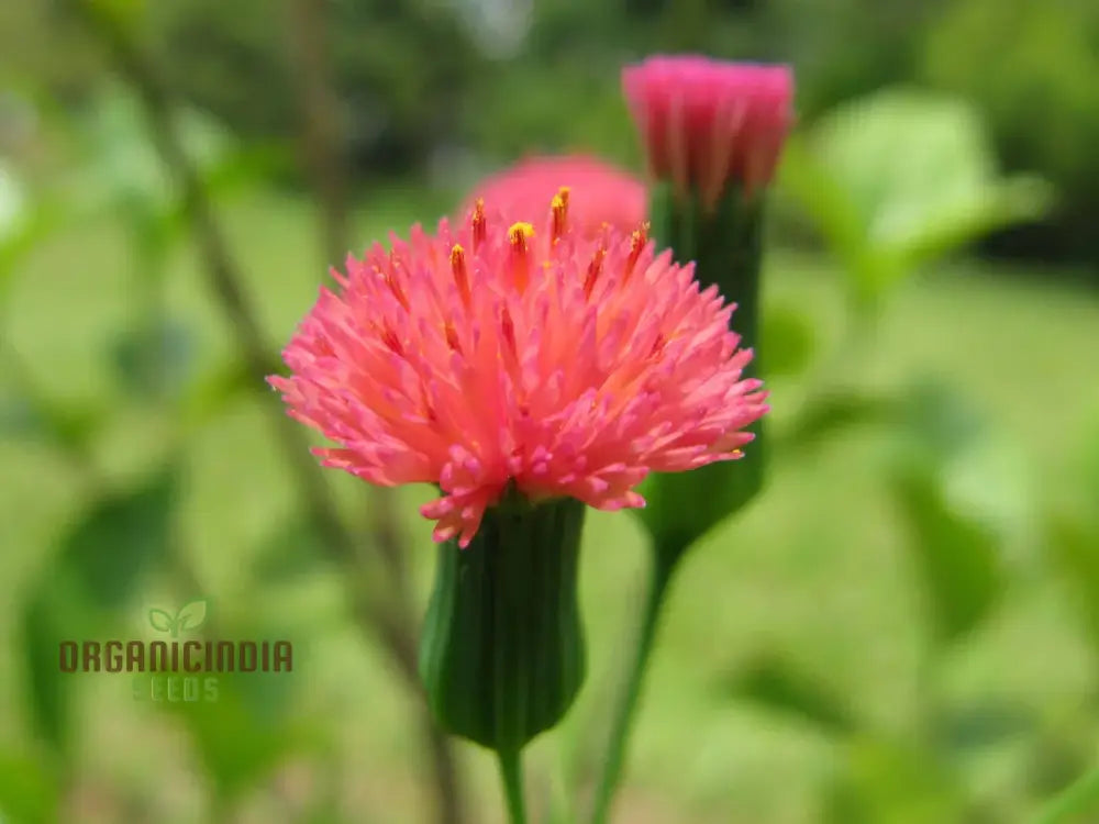 Emilia Sonchifolia ’Scarlet Magic’ Flower Seeds For Planting Adding Vibrant Color To Your Garden